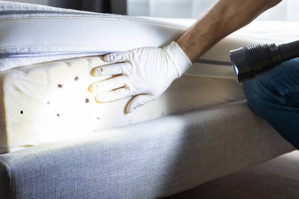 Best Rat Extermination Near Me  in Paulsboro, NJ
