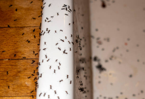 Best Affordable Pest Control Services  in Paulsboro, NJ