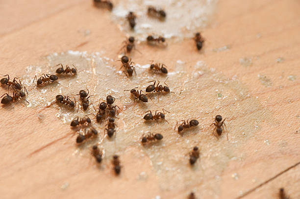 Paulsboro, NJ Pest Control Company