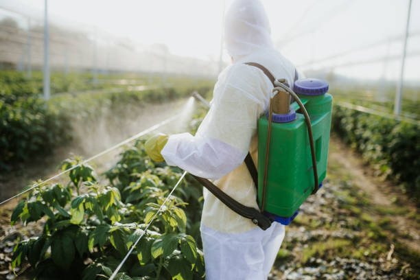 Best Wasp Removal Services  in Paulsboro, NJ